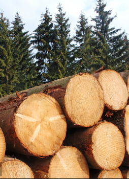 森源木业 圆木 Φ160～Φ180*6000（松木）